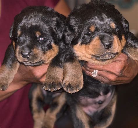 Find a Rottweiler puppy from reputable breeders near you and nationwide. . Rottweiler puppies colorado